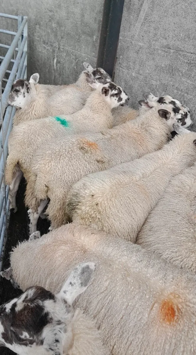 Mule Ewe Lambs - Image 4