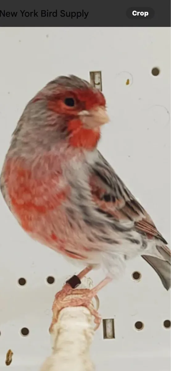 Red mosaic agate canary