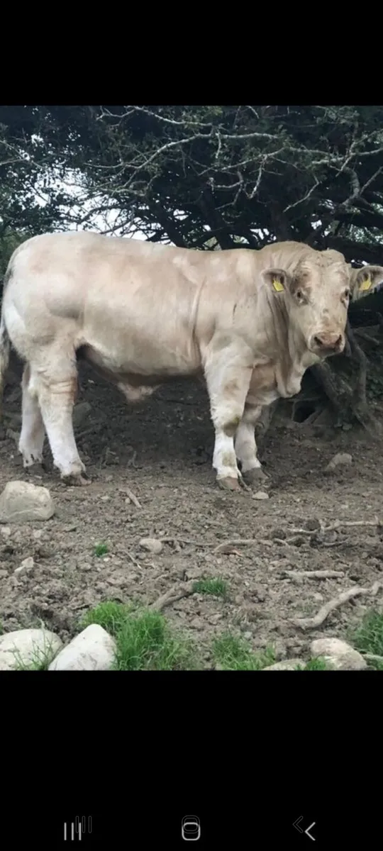 P.B.R Charolais Bulls - Image 4