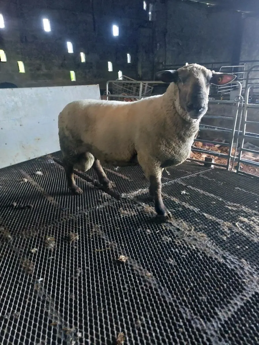 Texel and suftex rams - Image 1
