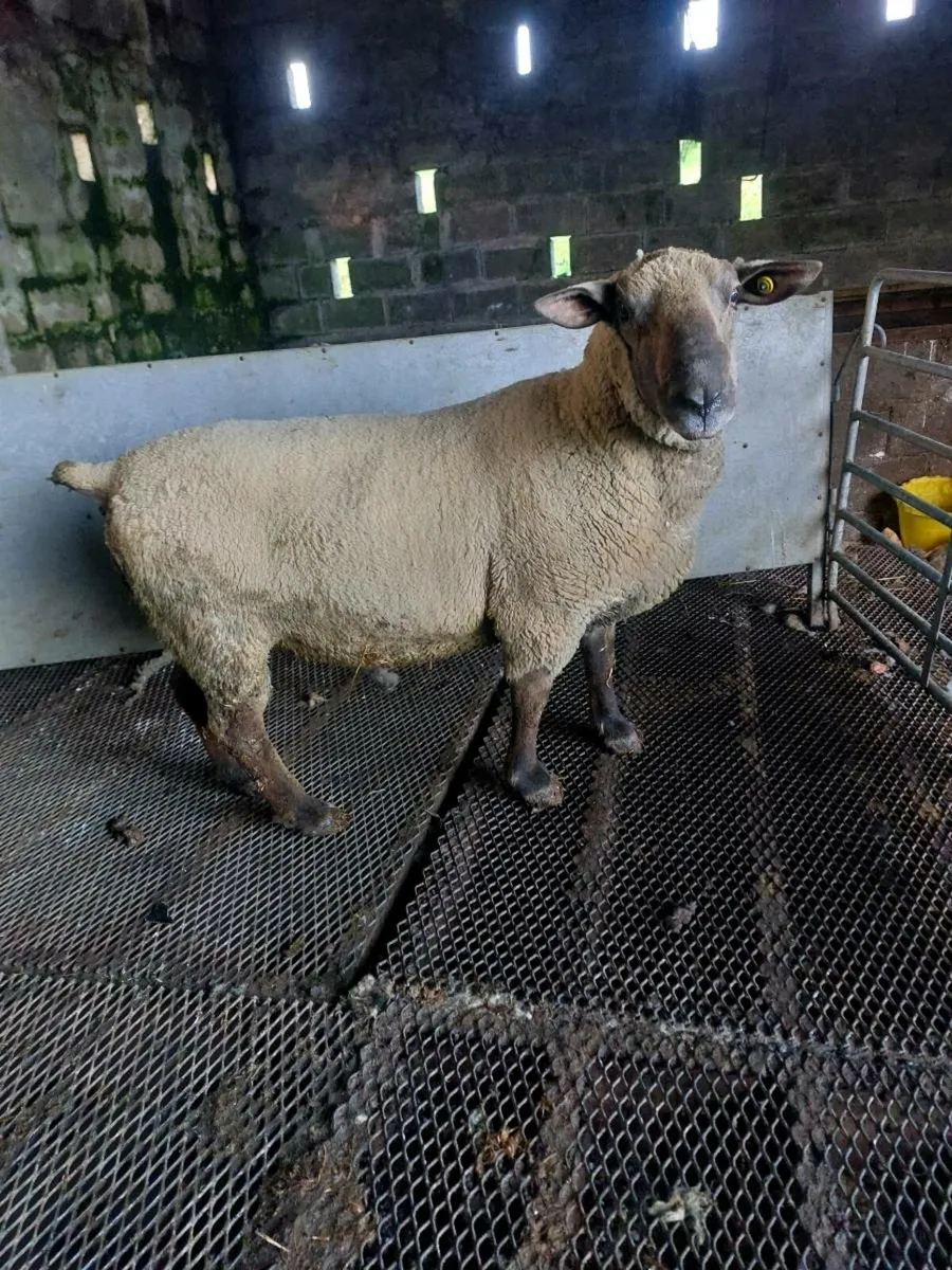 Texel and suftex rams - Image 2