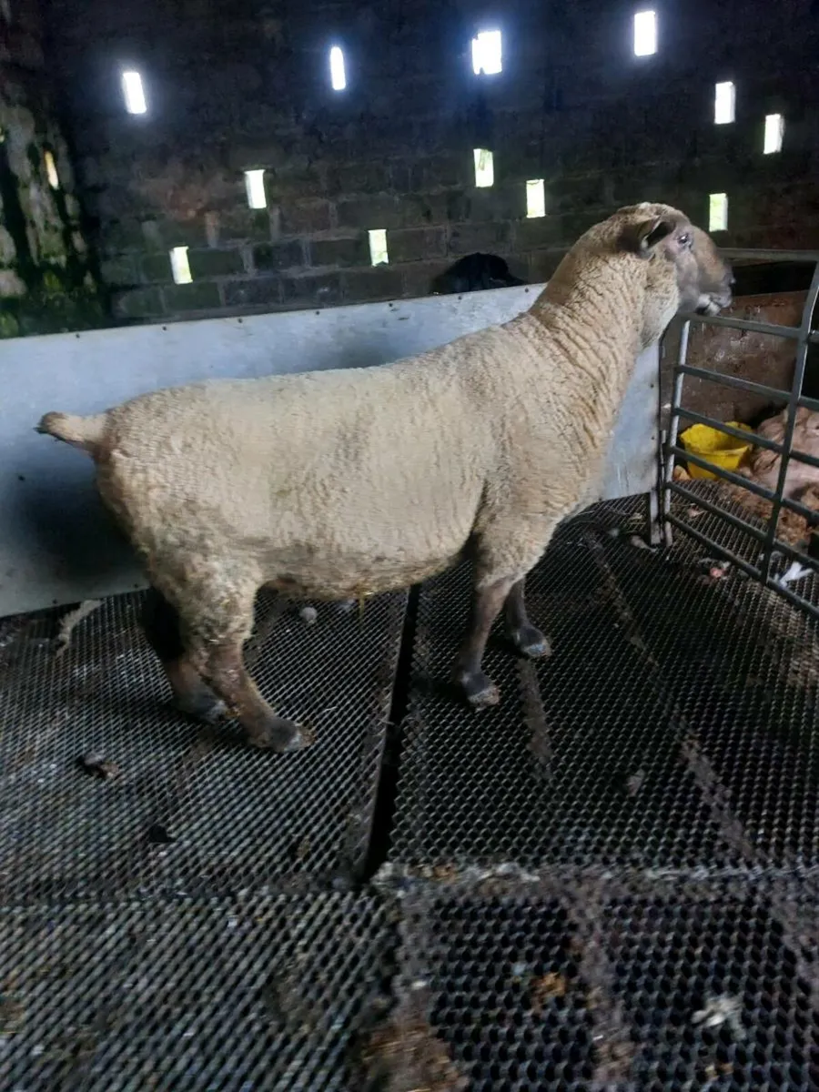 Texel and suftex rams - Image 3