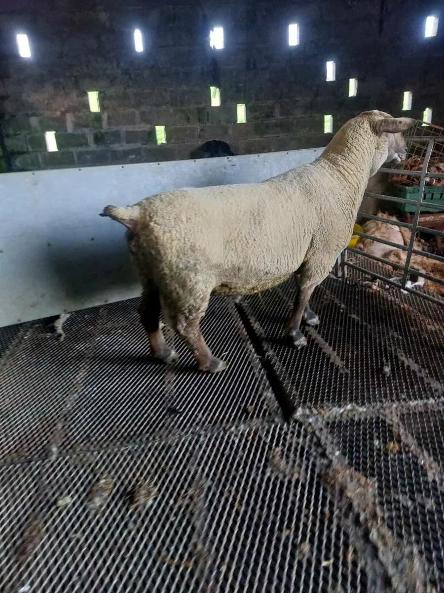 Texel and suftex rams - Image 4