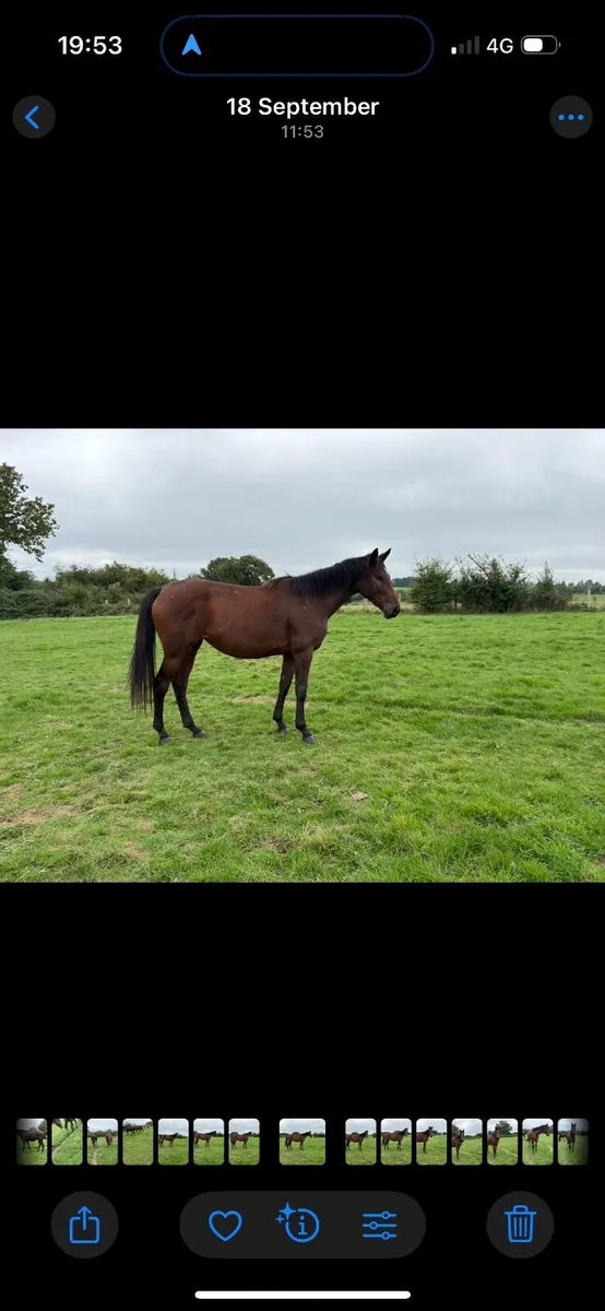 Broodmare cape spirit - Image 2