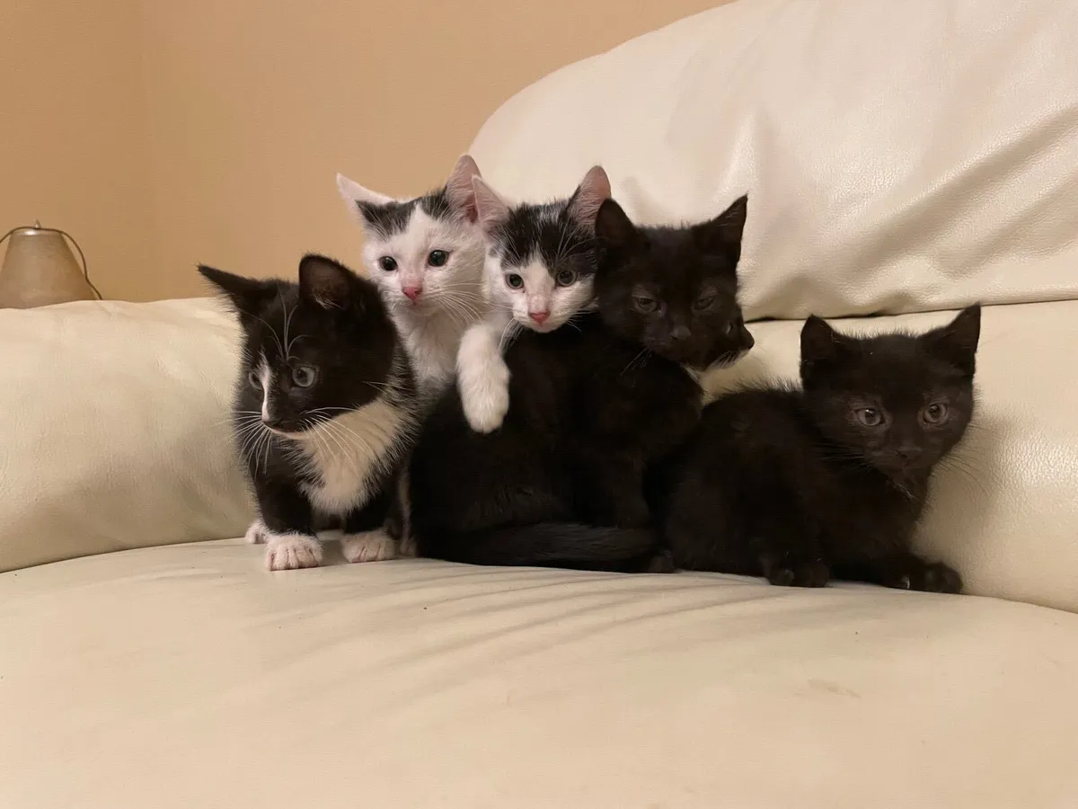 Kitten - Image 1