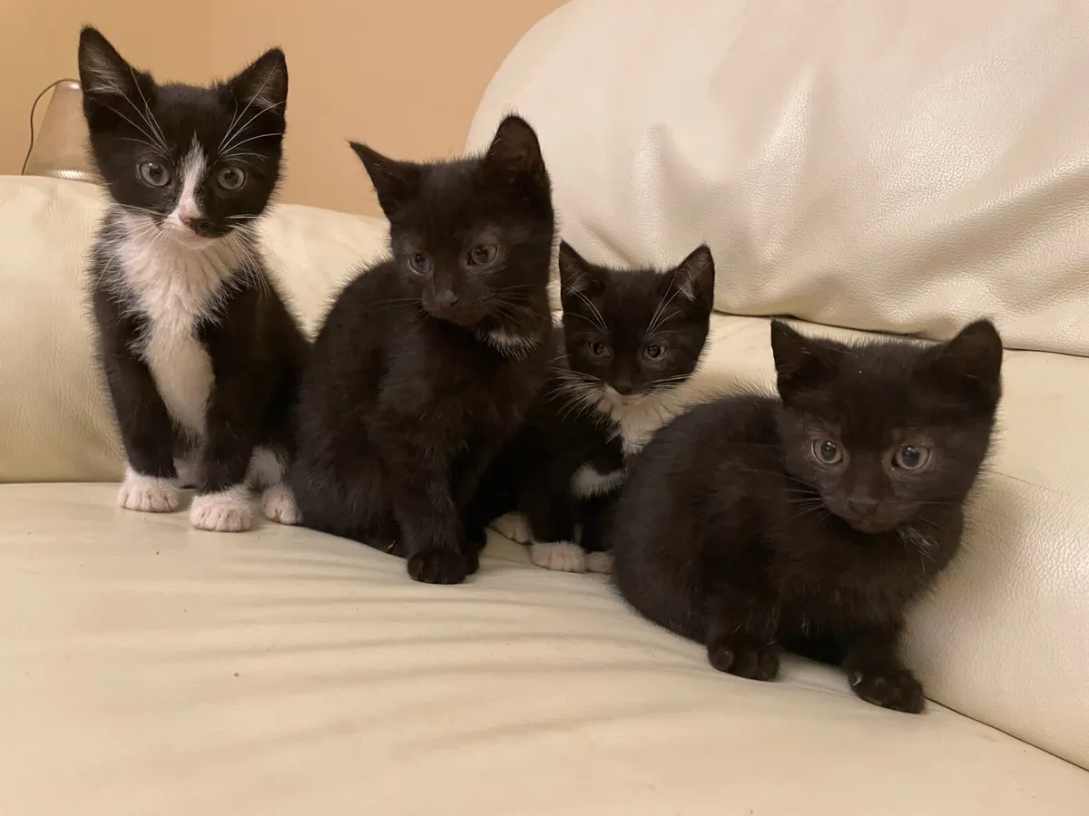 Kitten - Image 2