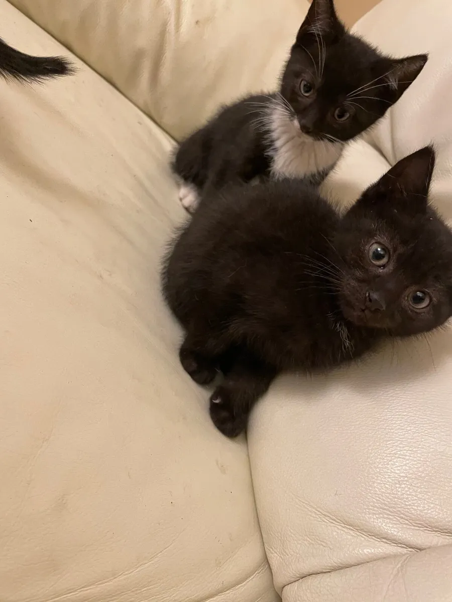 Kitten - Image 3