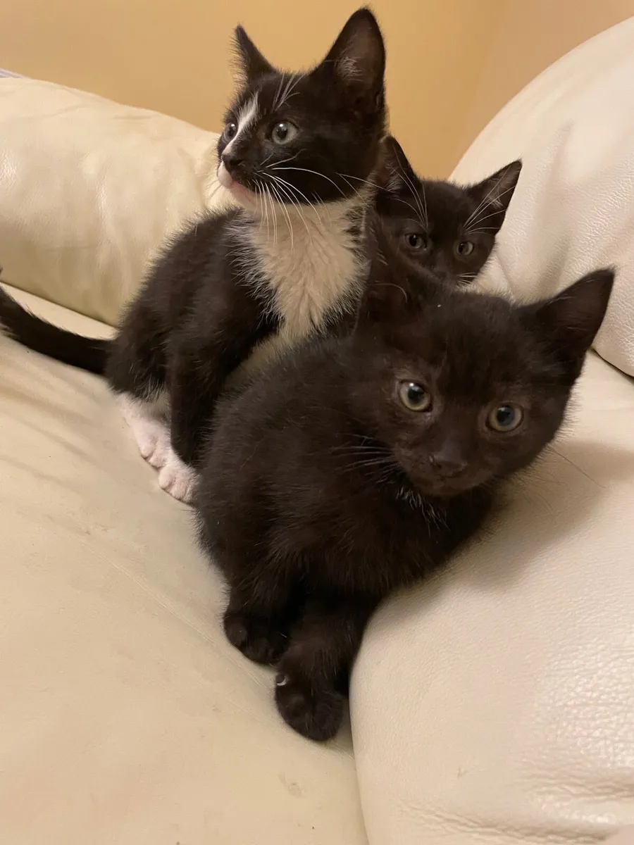 Kitten - Image 4