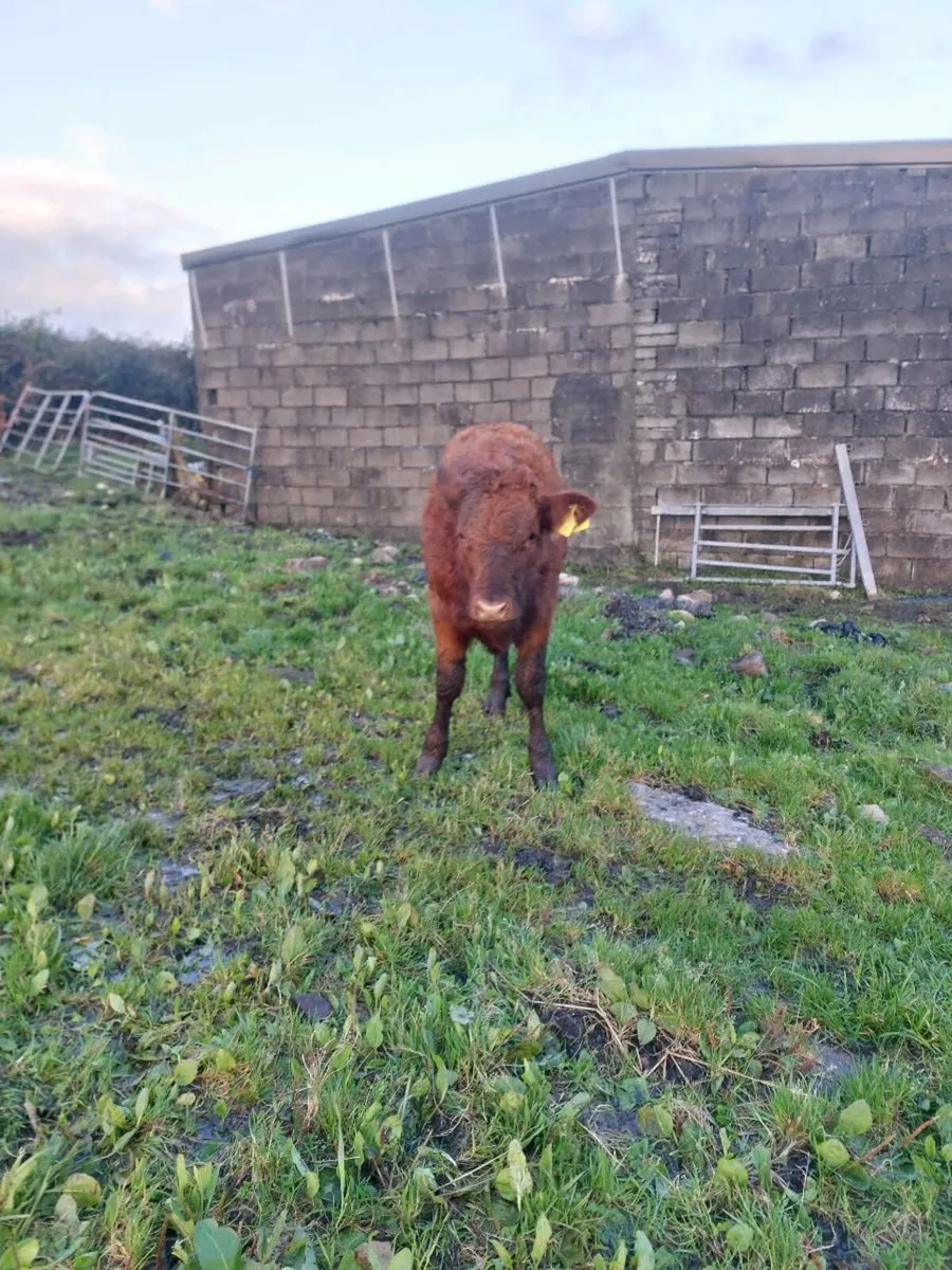 Lmx heifer - Image 1