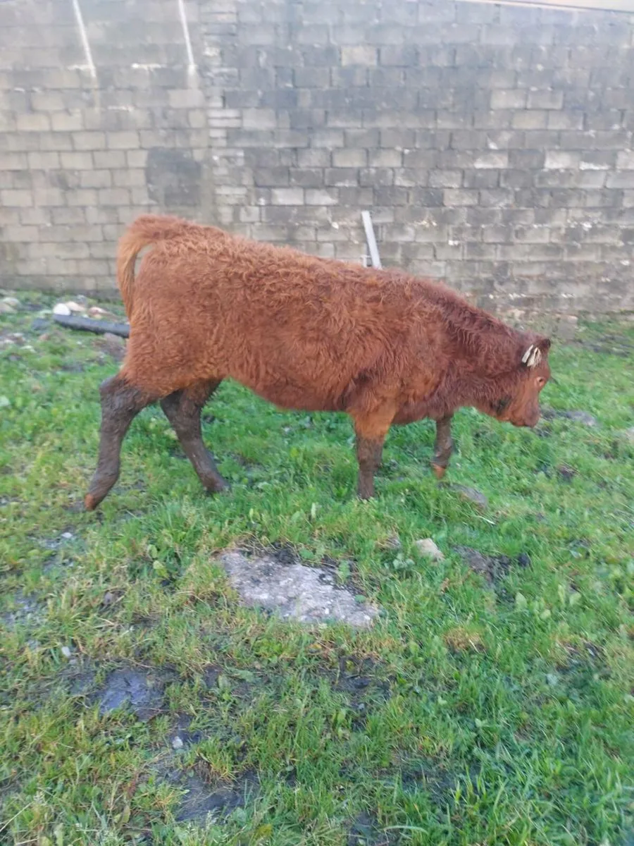 Lmx heifer - Image 2