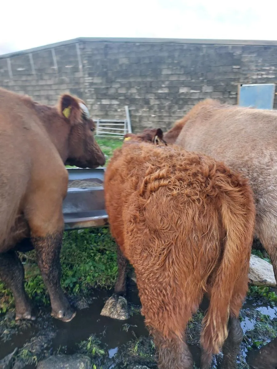 Lmx heifer - Image 3