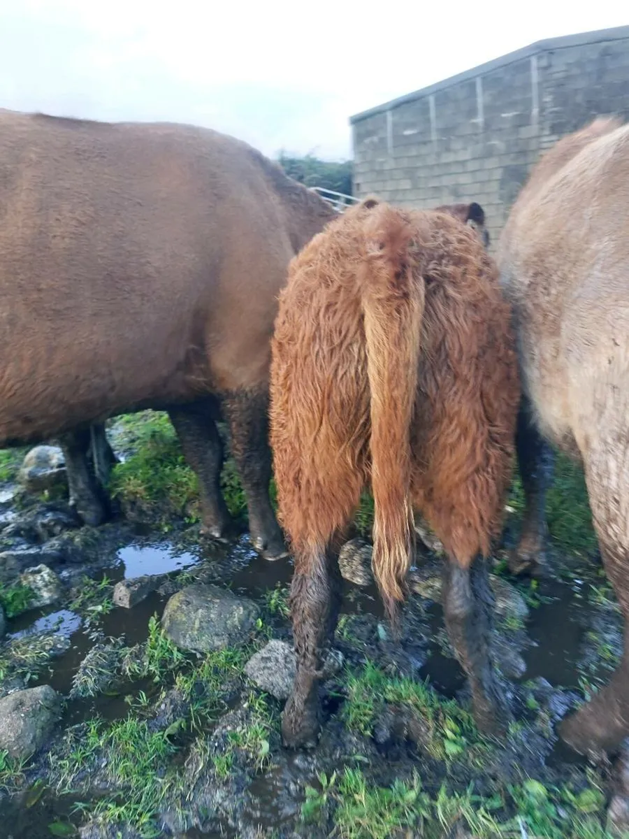Lmx heifer - Image 4