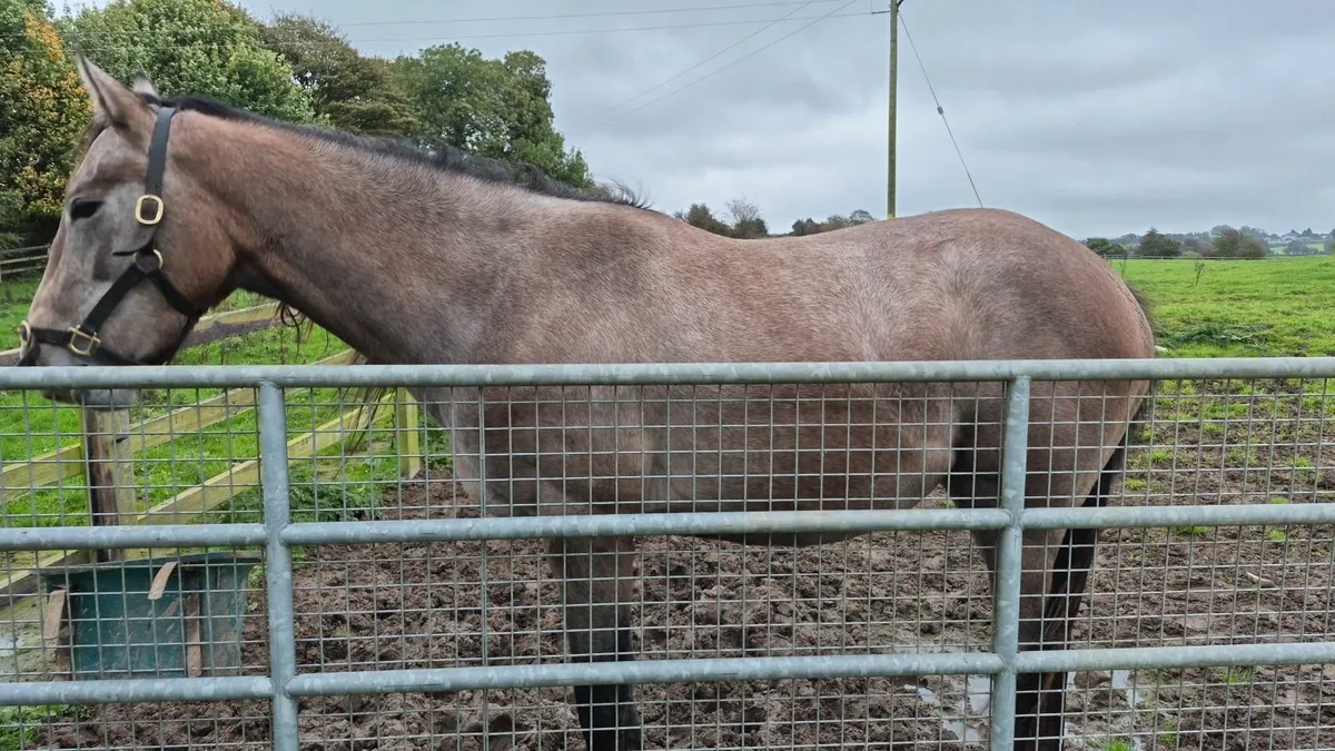 Shaman filly - Image 1