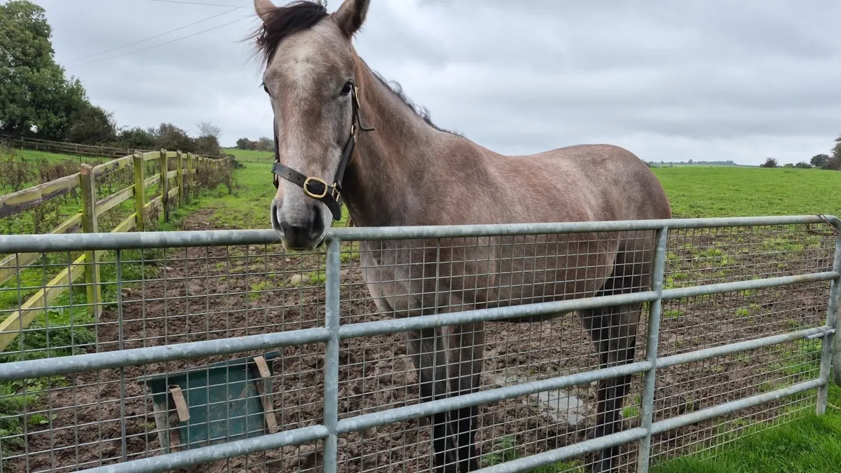 Shaman filly - Image 2