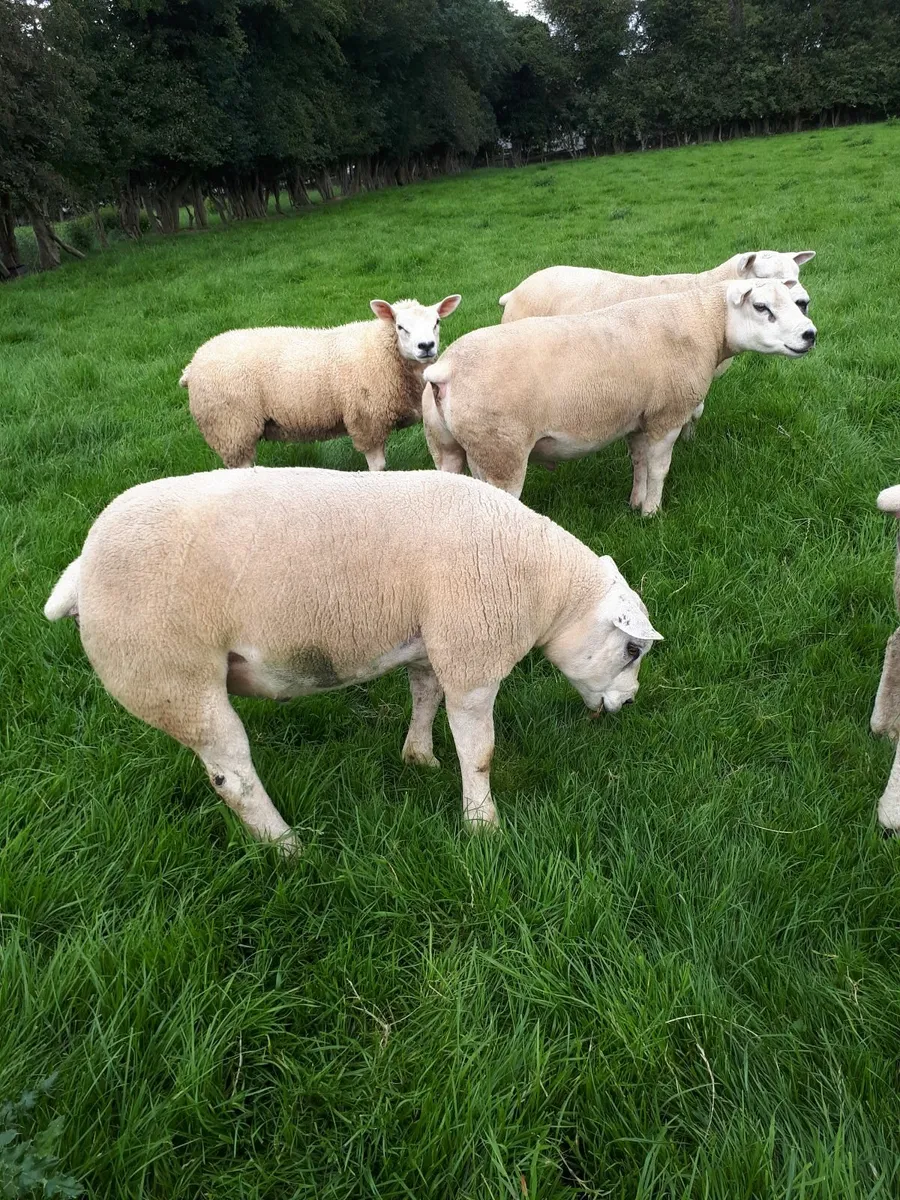 Rams - Image 3