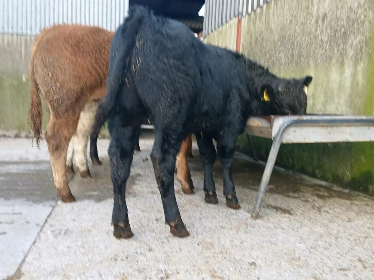10 Super Bull Weanlings - Image 1