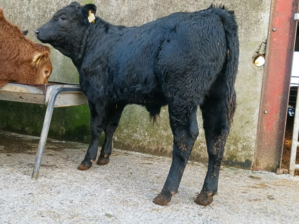 10 Super Bull Weanlings - Image 2