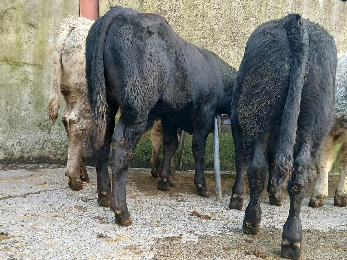 10 Super Bull Weanlings - Image 3