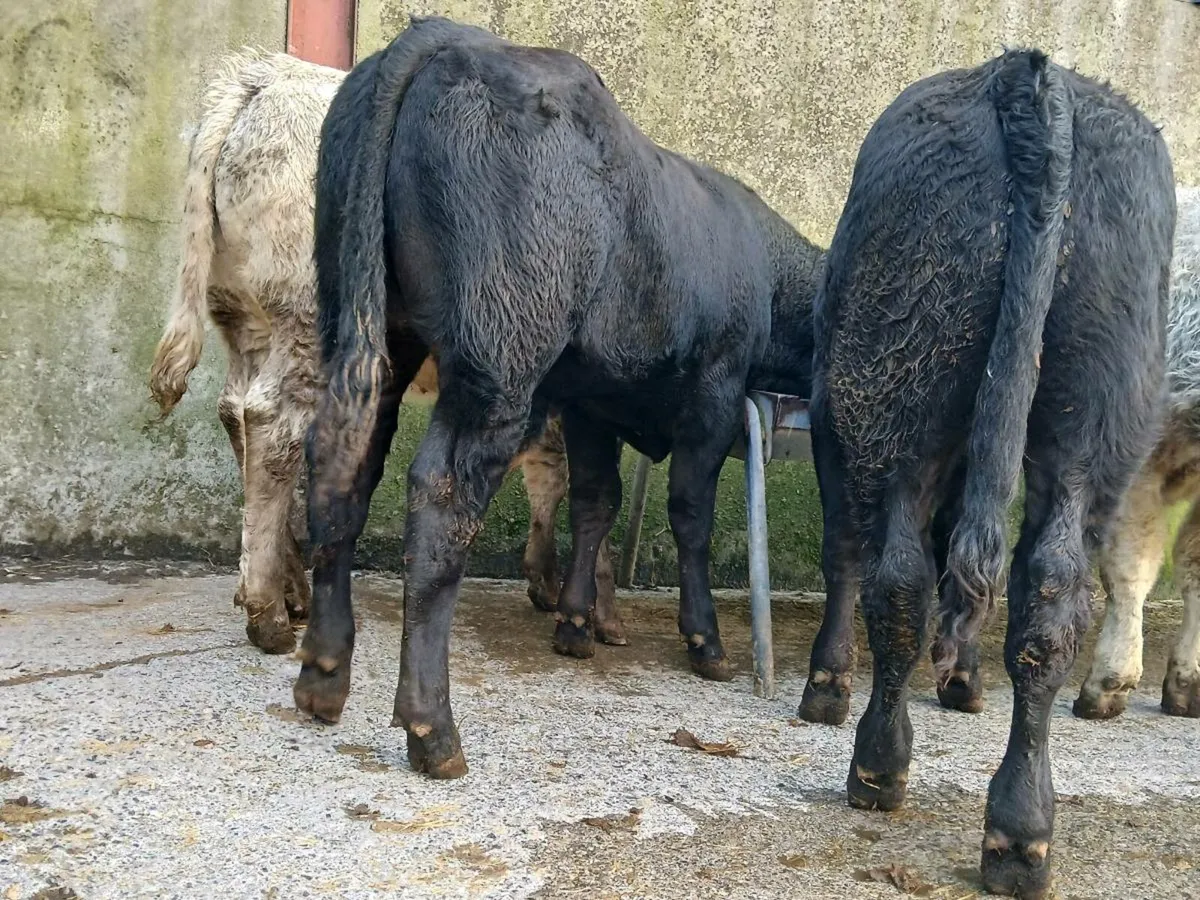 10 Super Bull Weanlings - Image 4