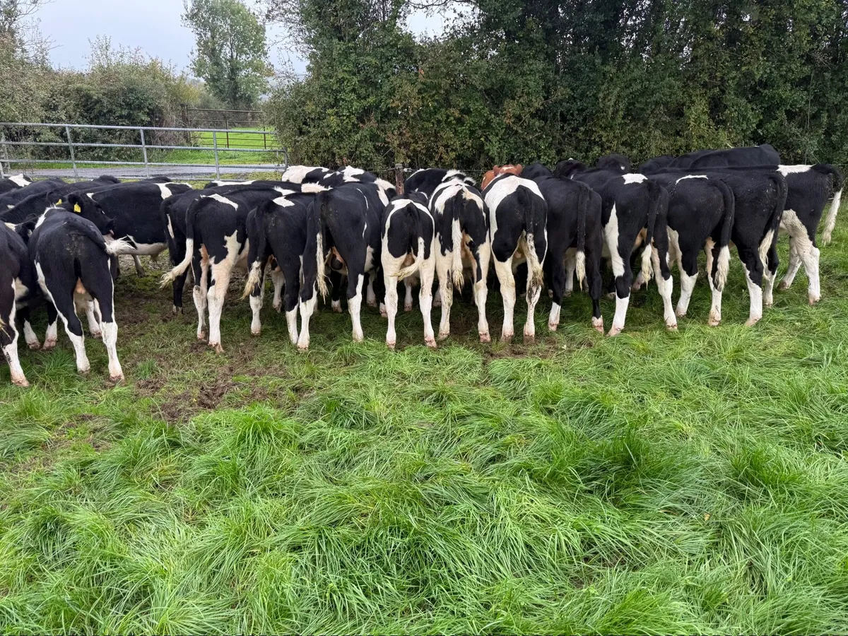 46 Top Class British Friesian Weanlings - Image 2