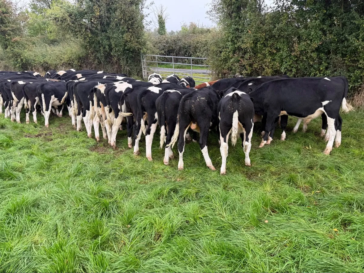 46 Top Class British Friesian Weanlings - Image 1