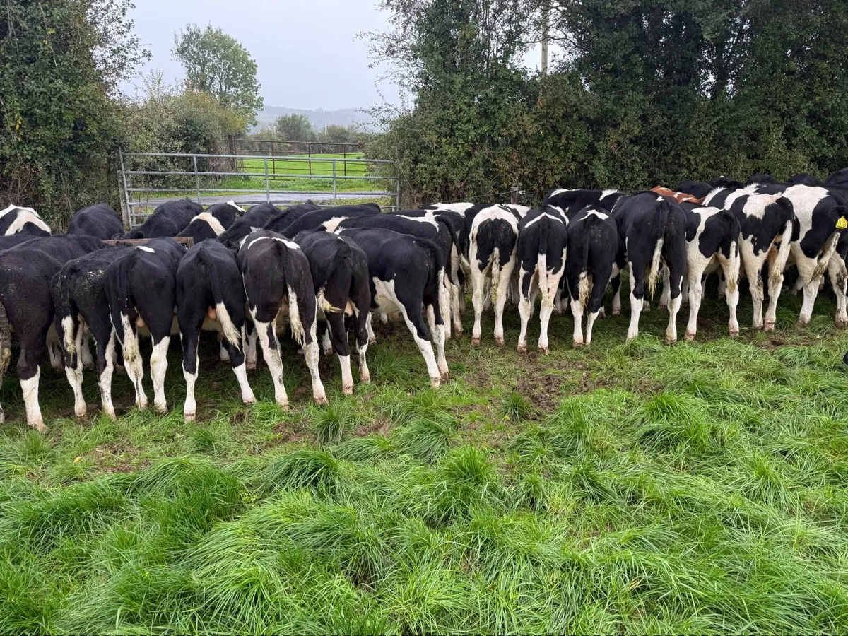 46 Top Class British Friesian Weanlings - Image 3