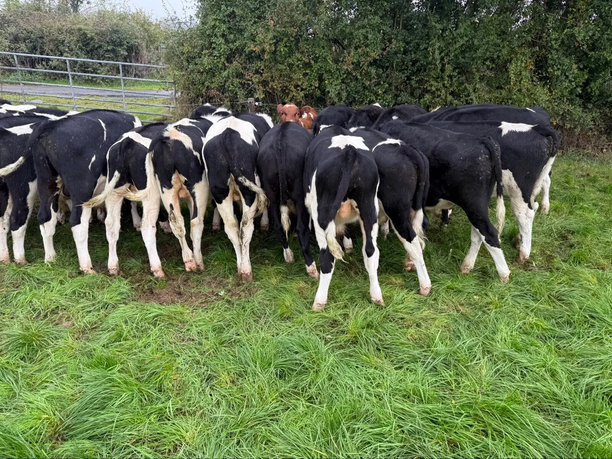 46 Top Class British Friesian Weanlings - Image 4