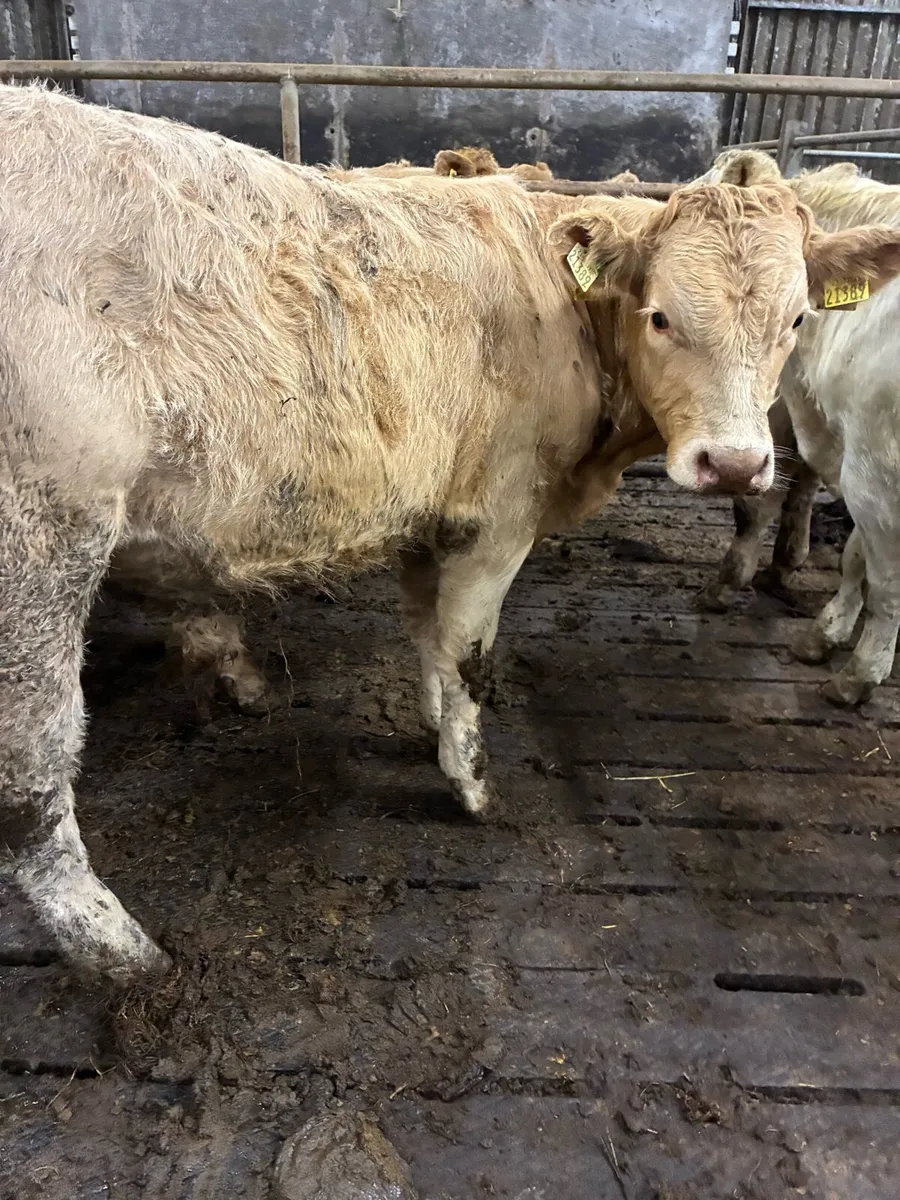 SUPER QUALITY CH BULL WEANLINGS 300/320KG - Image 1