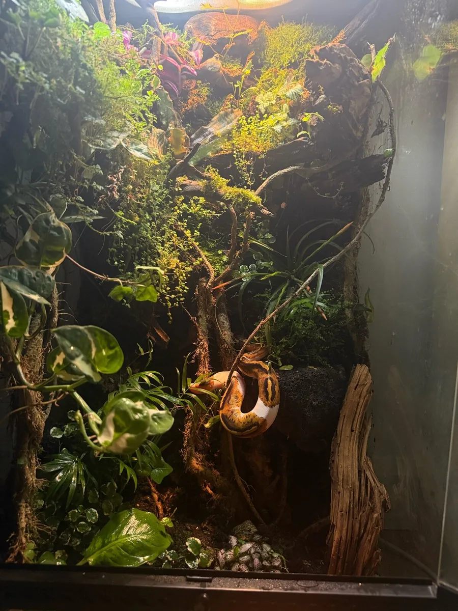 Terrarium - Image 1