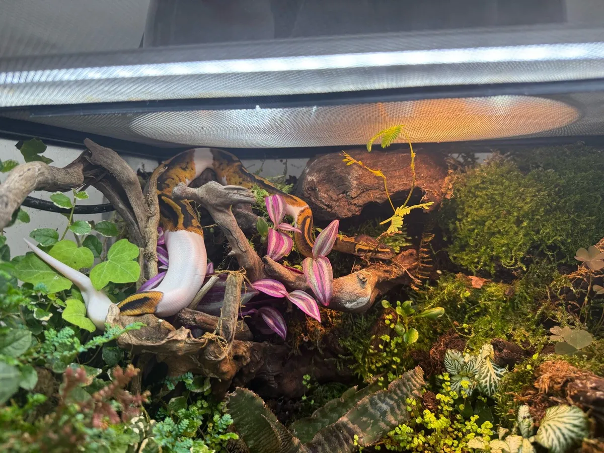 Terrarium - Image 2