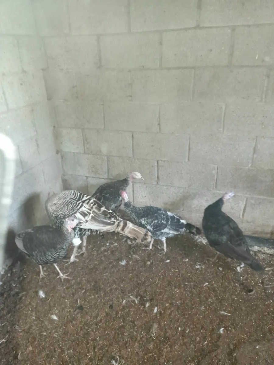 Turkeys for sale - Image 1
