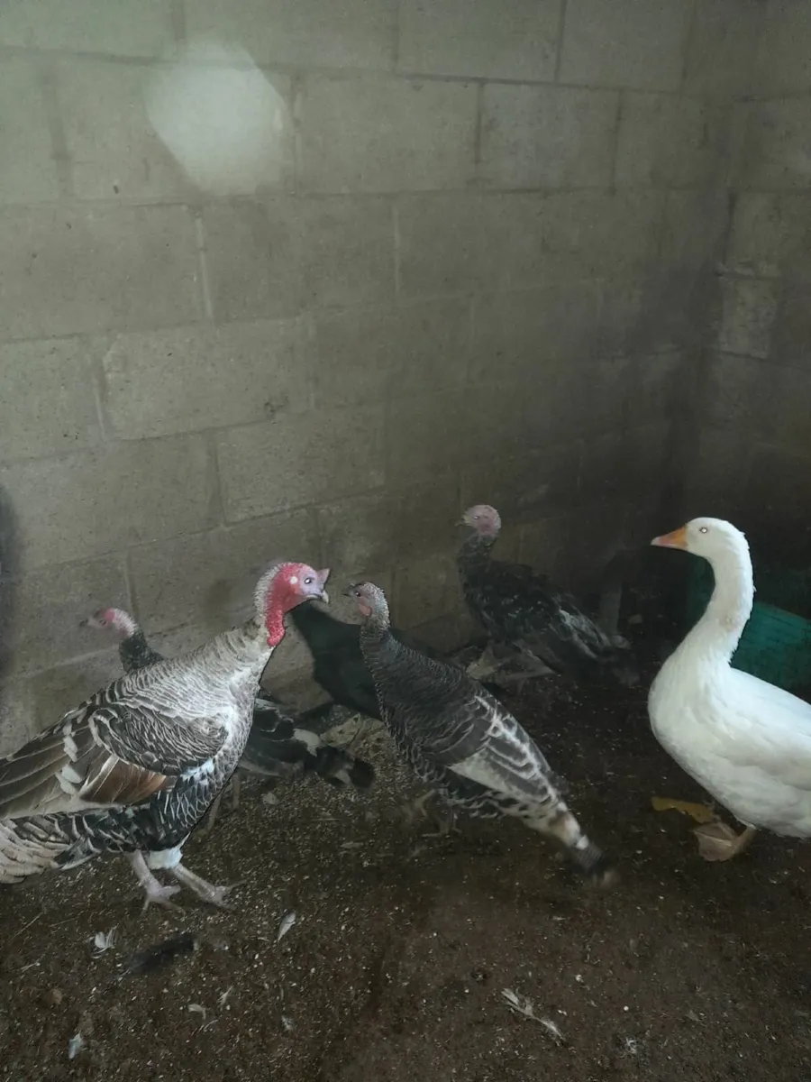 Turkeys for sale - Image 2