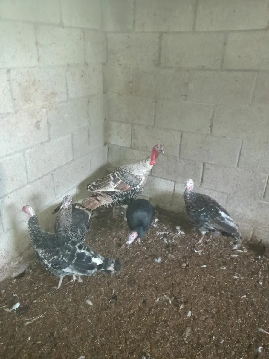 Turkeys for sale - Image 3