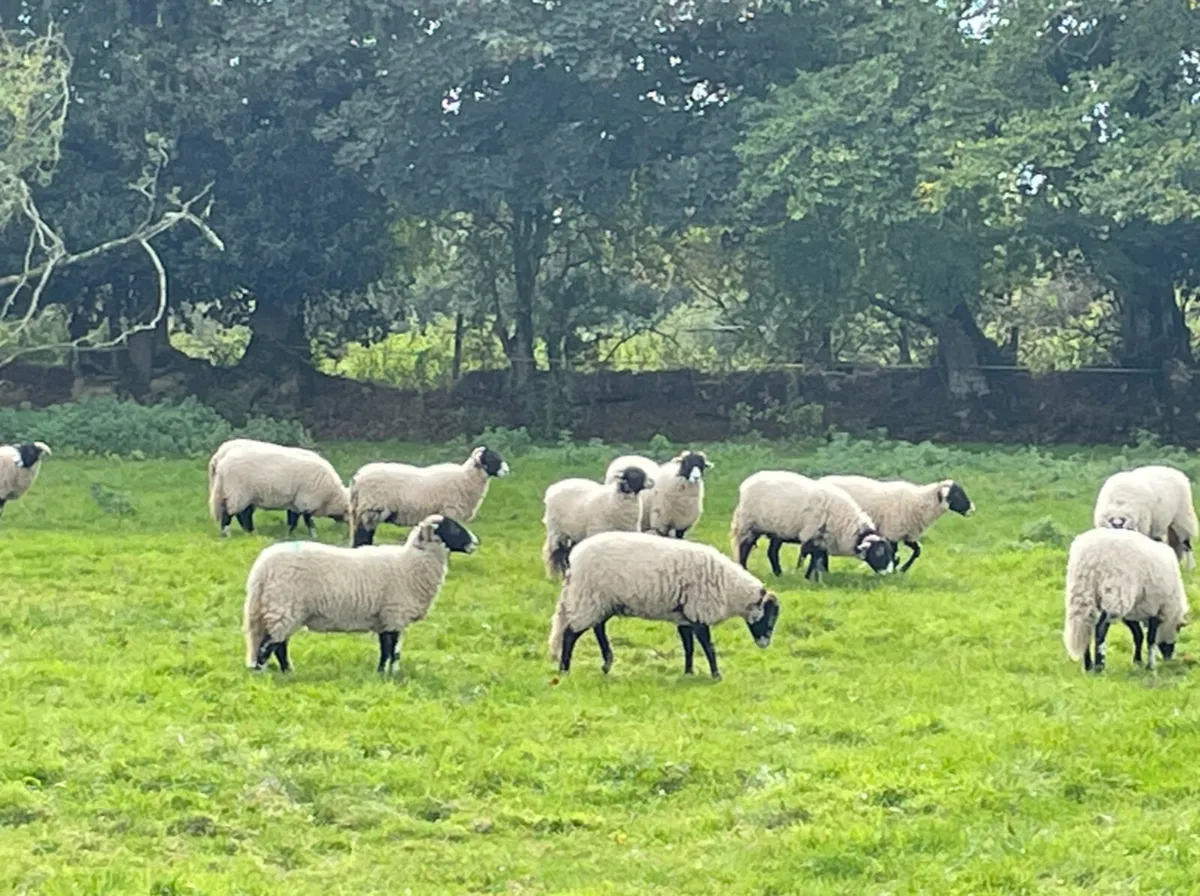 Swaledale Ewe Lambs - Image 1