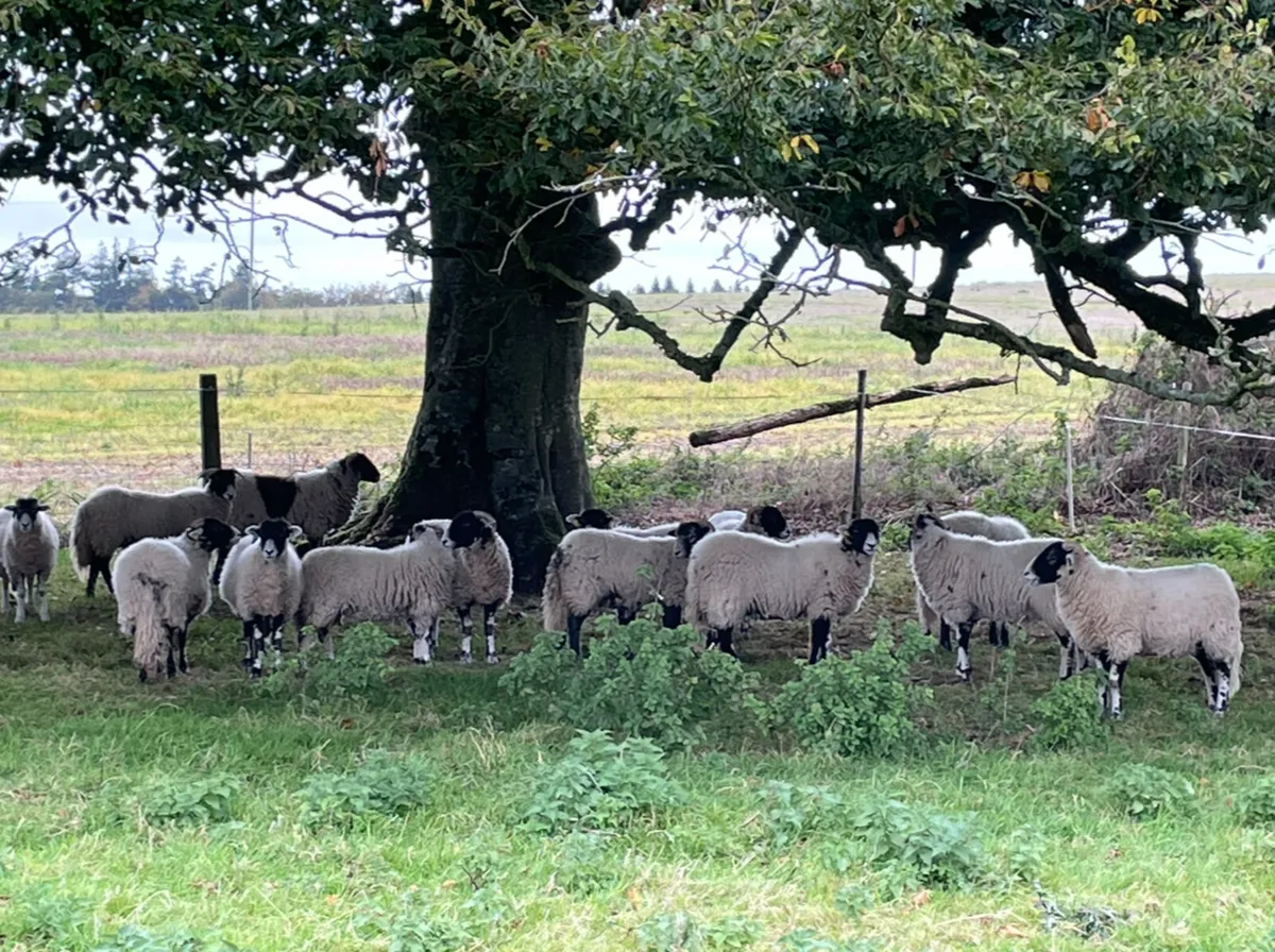 Swaledale Ewe Lambs - Image 2