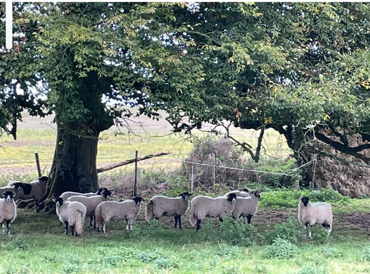 Swaledale Ewe Lambs - Image 3