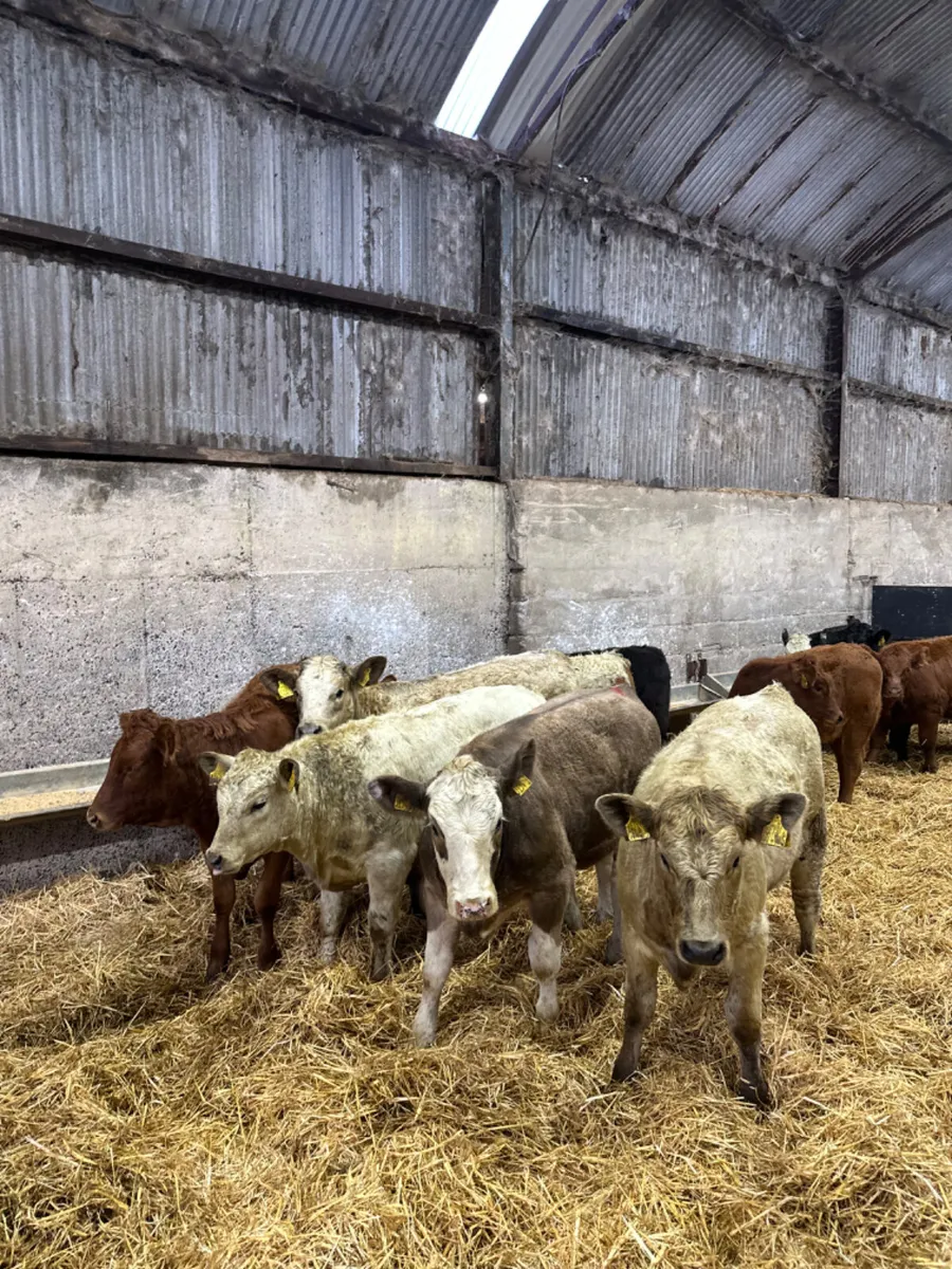 Charolais and lim heifers - Image 4