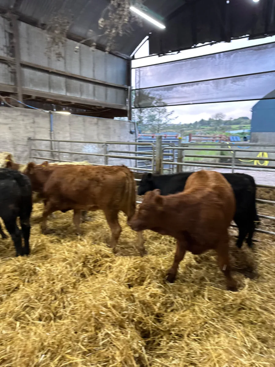 Charolais and lim heifers - Image 3