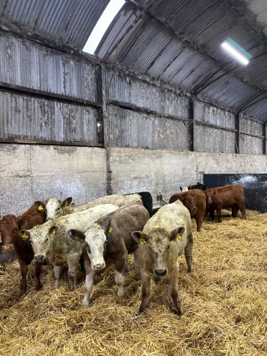 Charolais and lim heifers - Image 1