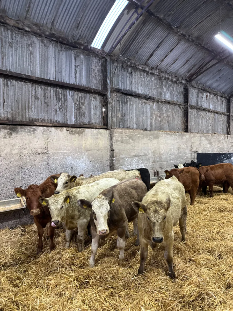 Charolais and lim heifers - Image 2