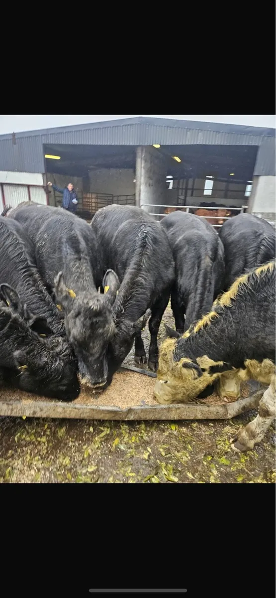 Store heifers - Image 1