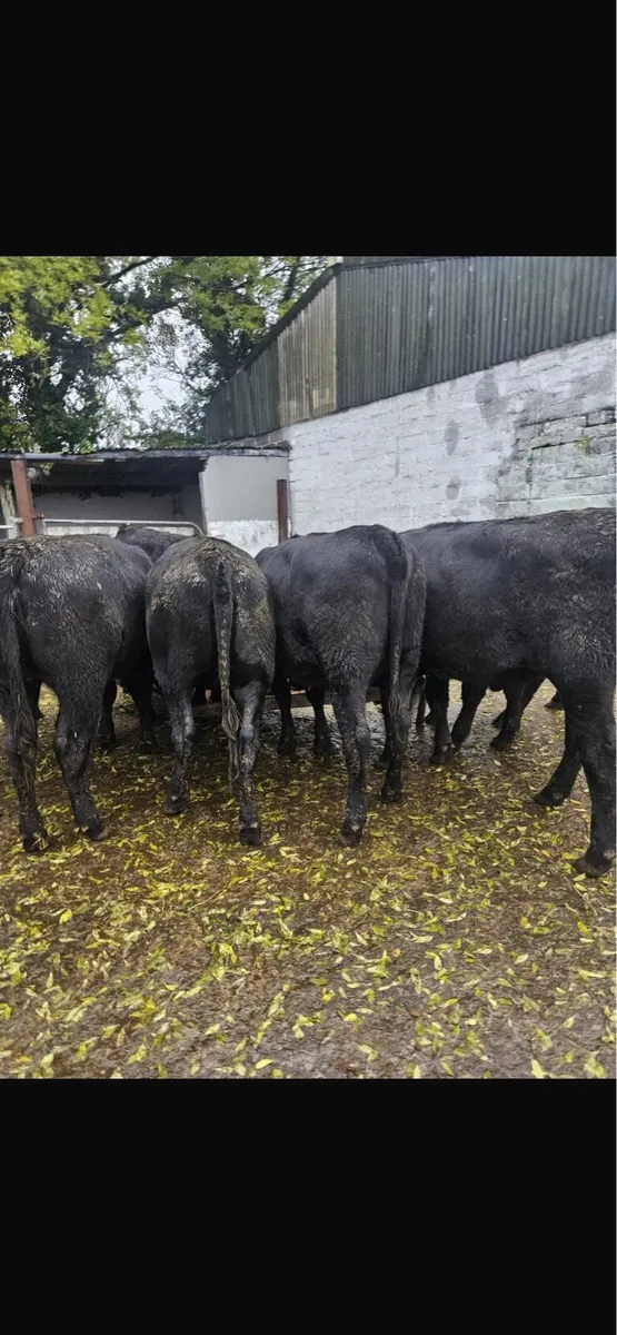 Store heifers - Image 2