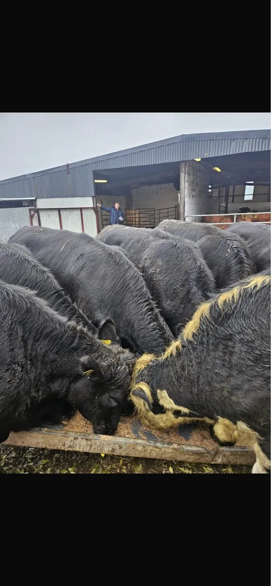 Store heifers - Image 3