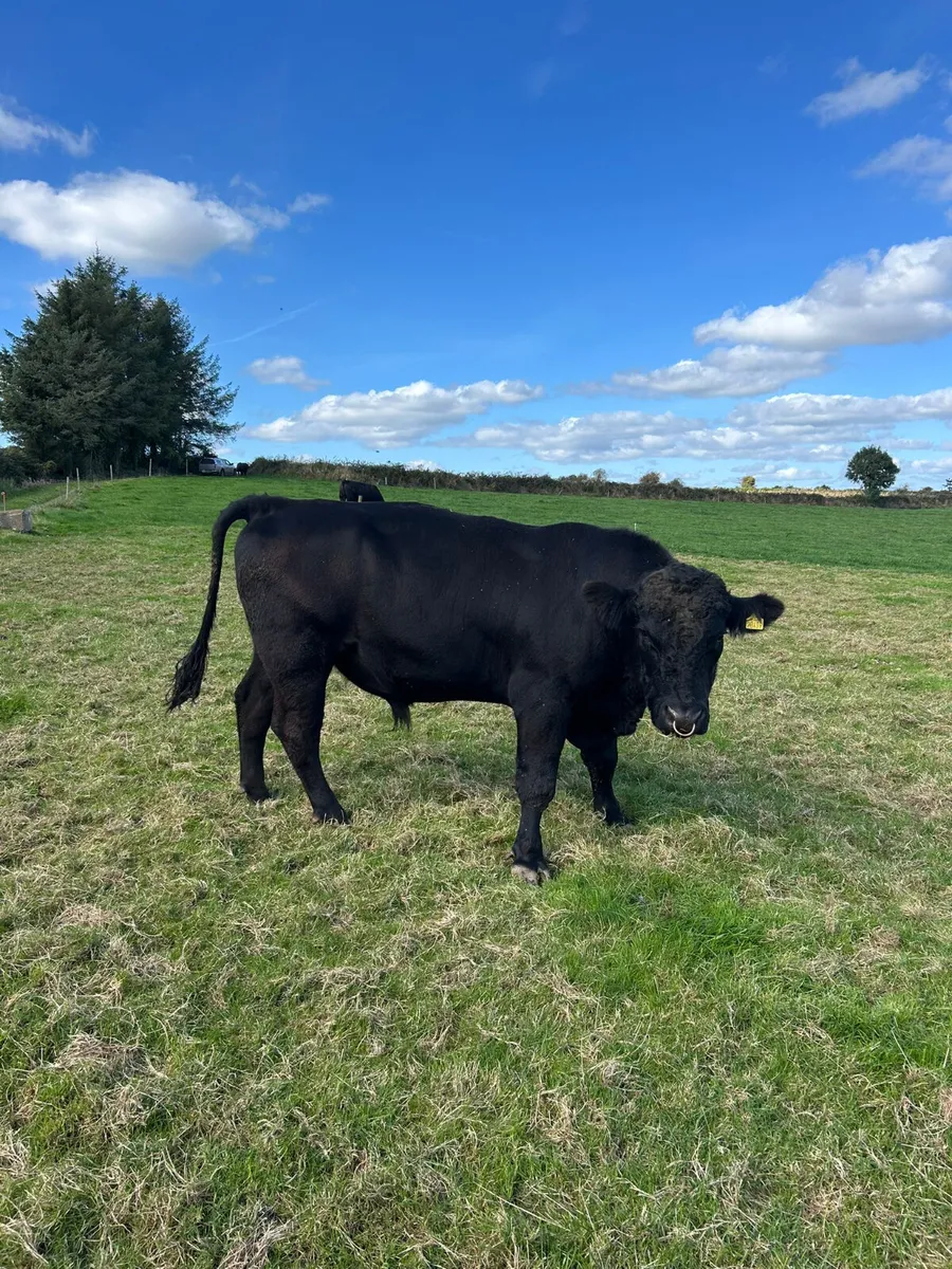 Angus bull - Image 1