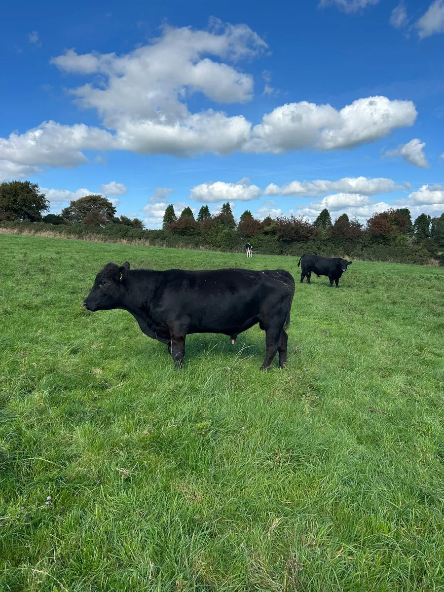 Angus bull - Image 2