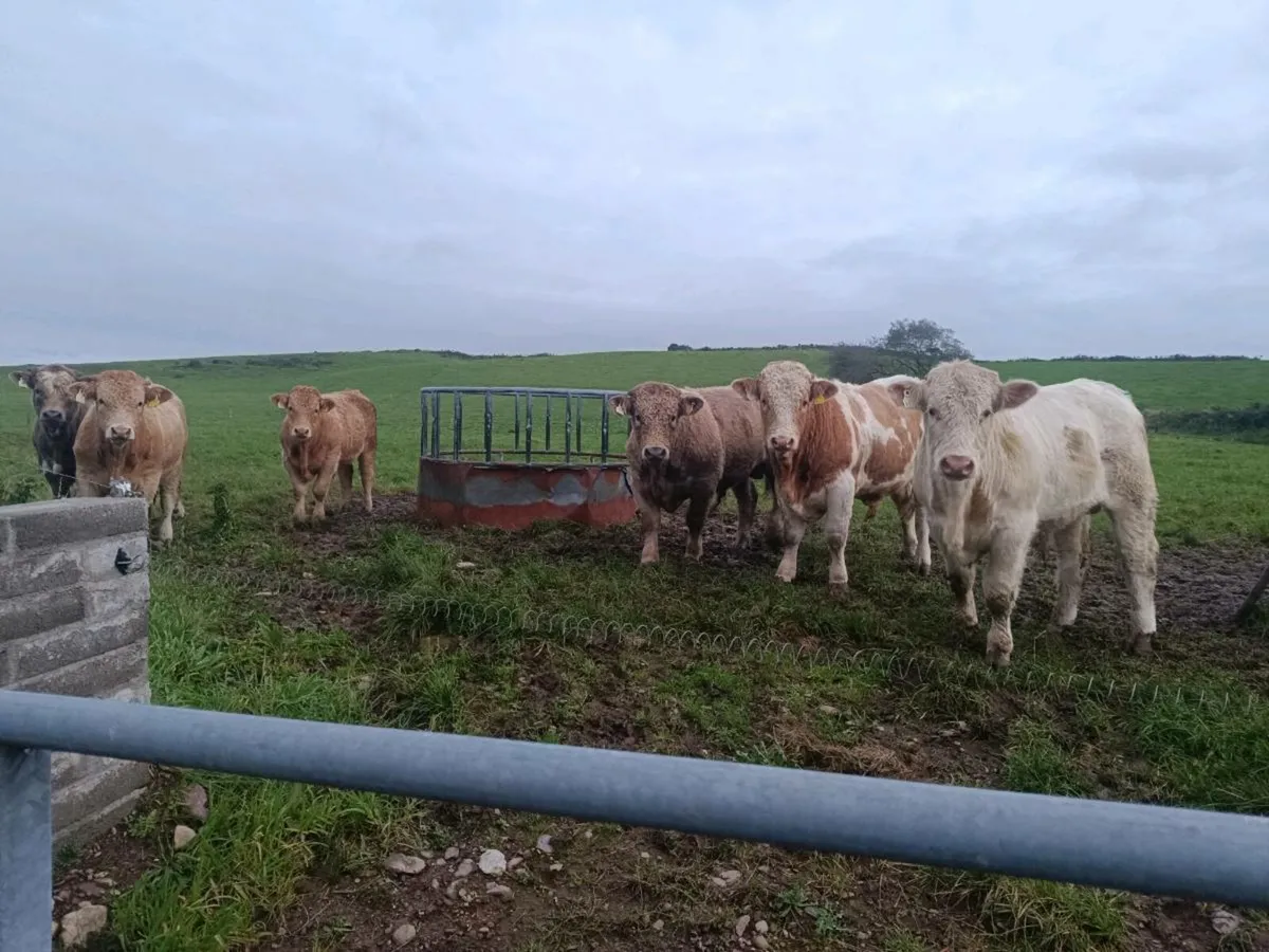 Organic cattle