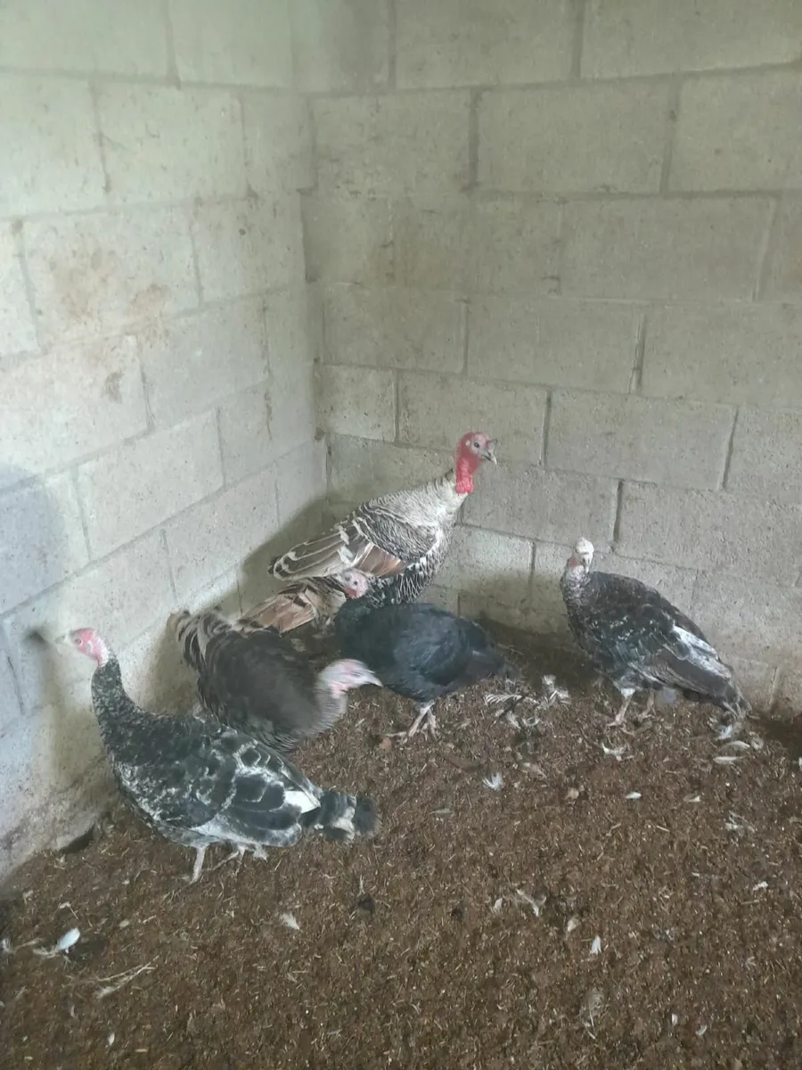 Turkeys for sale - Image 4