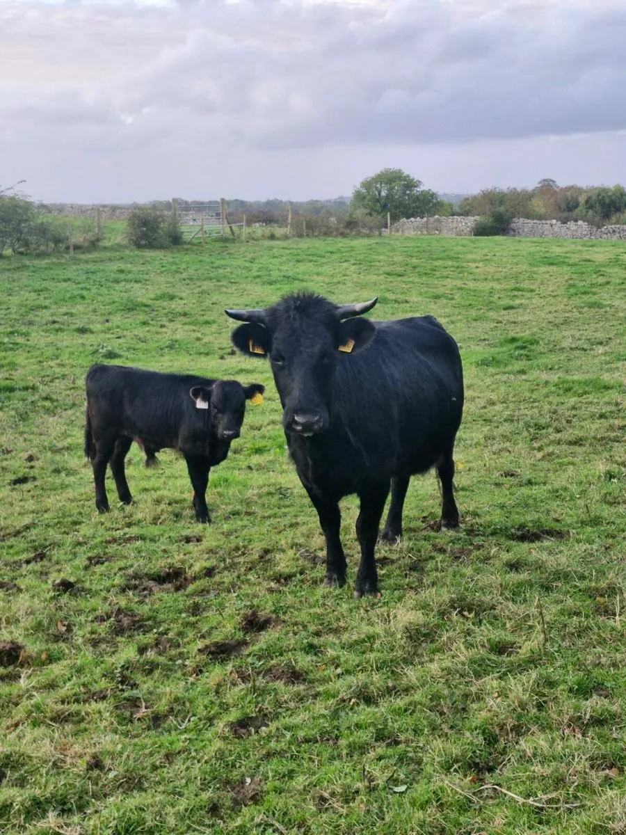 Dexter cow with calf at foot - Image 1