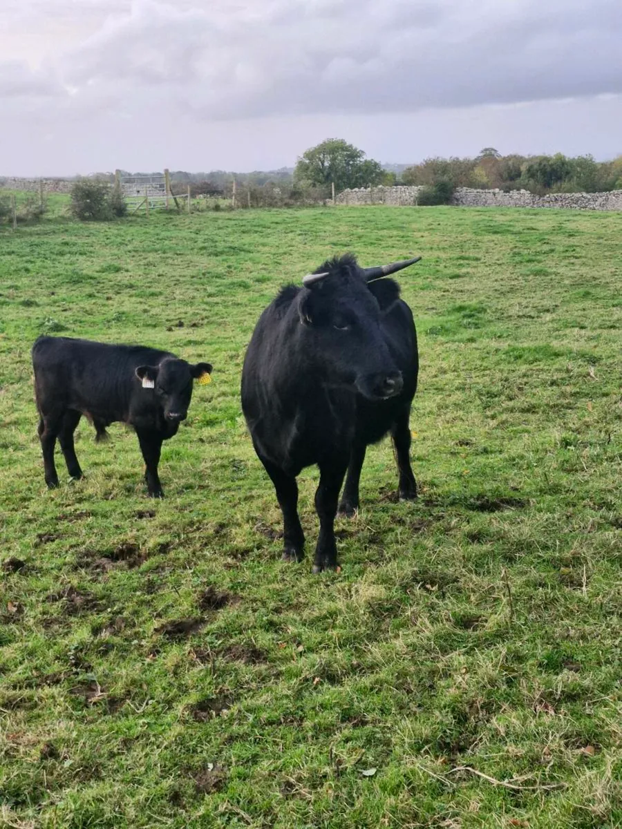 Dexter cow with calf at foot - Image 2