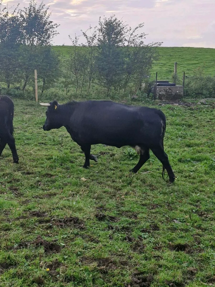 Dexter cow with calf at foot - Image 3